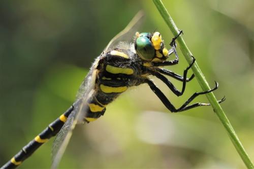 Cordulegaster boltonii